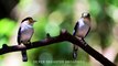 AMAZING BIRDS Beautiful birds  inhabit all terrestrial on the planet earth. Small BIRDS