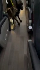 Jovem é presa com quase 1 quilo de haxixe escondido nas partes íntimas na rodoviária de Umuarama