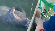 'Freshwater > saltwater' - Manatee drinking from a hose... while floating in the sea