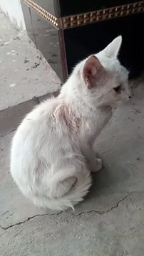 Very cute kitten of white color very cute