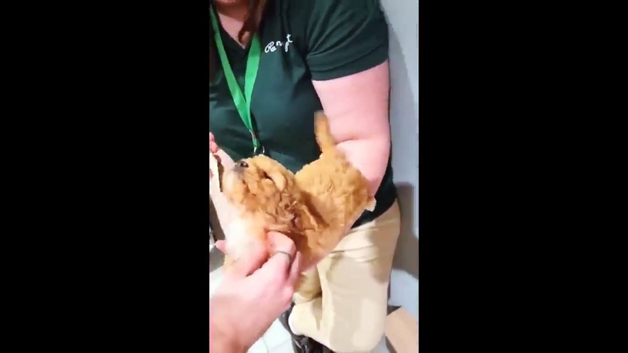 Cute baby animals Videos Compilation cute moment of the animals #12 Cutest Animals 2023