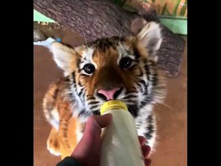 Cute baby animals Videos Compilation cute moment of the animals - Funniest Animals #6