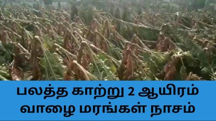 Tải video: திருப்பூர்: பலத்த சூறாவளியில் வாழை மரங்கள் முற்றிலும் நாசம்!