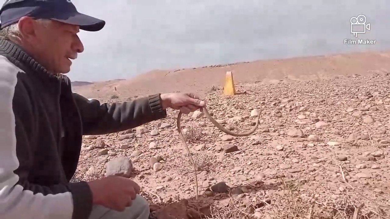 مغامرات صيد الافاعي مع العيساوي // ترى ماذا سأصطاد اليوم؟