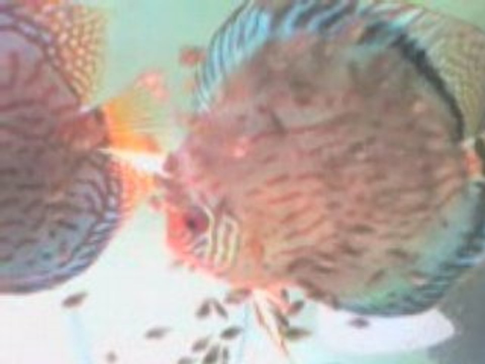 Alper saruhan 2005-2 blue turkuaz