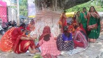 .Video: Married women performed Vat Pujan