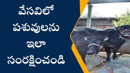 నల్గొండ: వేసవి కాలం.. పశువులు పైలం..!