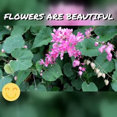 FLOWERS ARE BEAUTIFUL