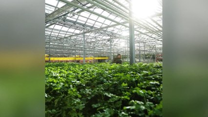 Rooftop farms and sustainable agriculture