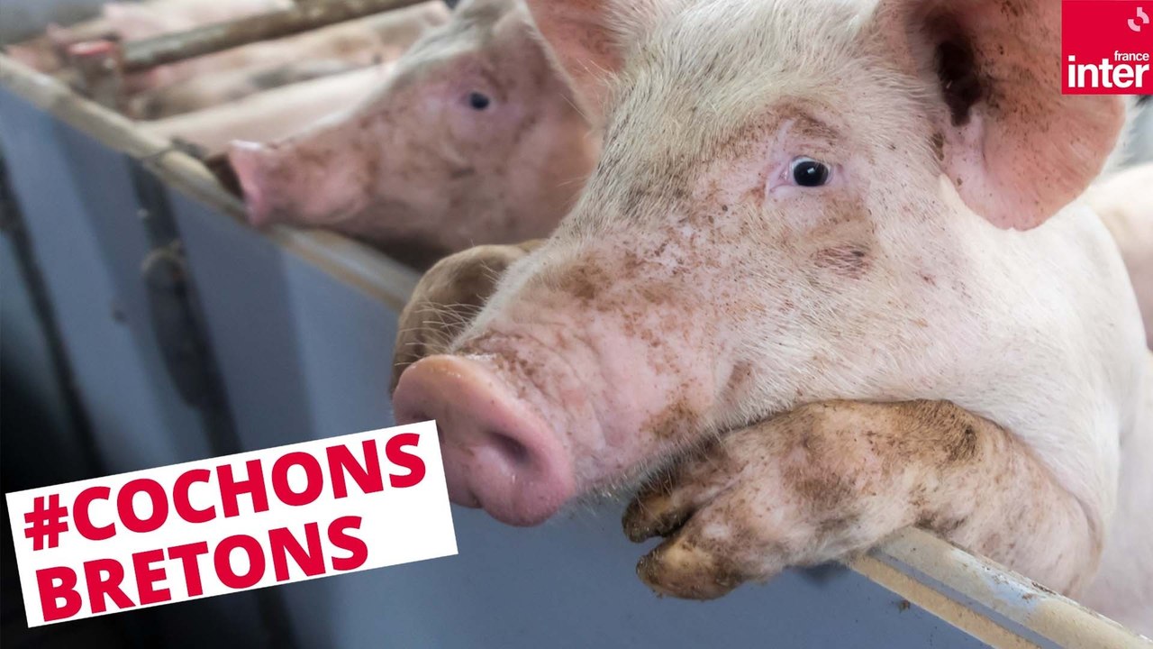 Cochons et saumons bretons : non à l’élevage in...