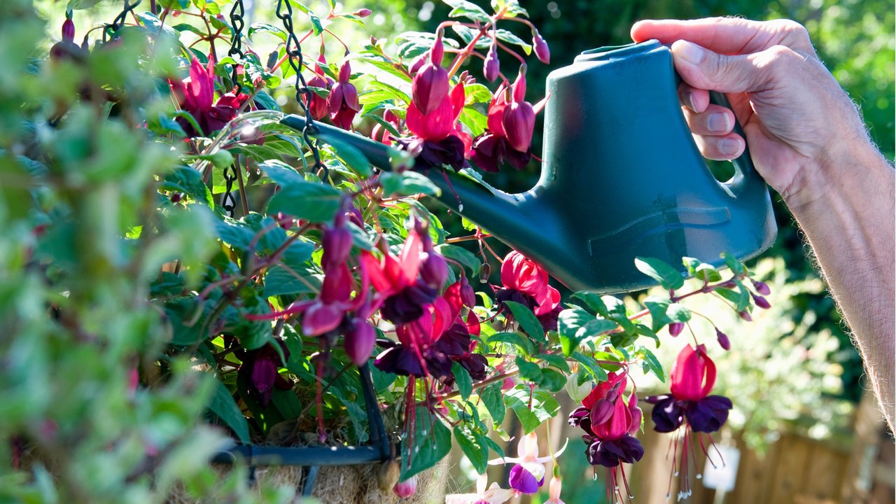 Vier Pflanzentipps für den Schattenbalkon