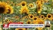 Sunflower farm, dinarayo sa Ilocos Norte | 24 Oras
