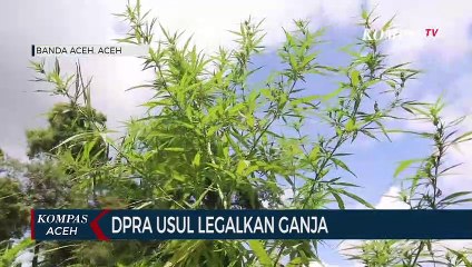Qanun Legalisasi Ganja Masuk Legislasi DPR 2023