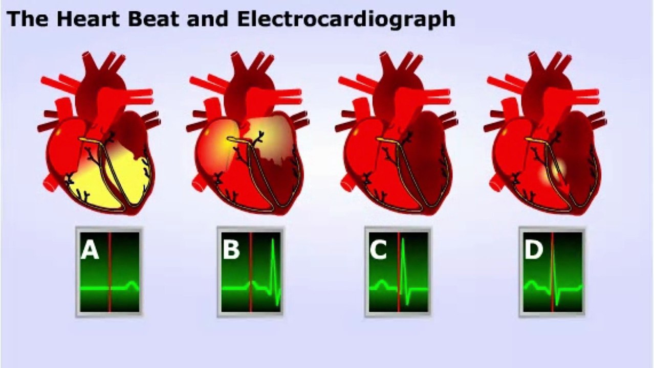 Electrocardiograph