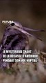 Le mystérieux chant de la Bécasse d'Amérique pendant son vol nuptial !