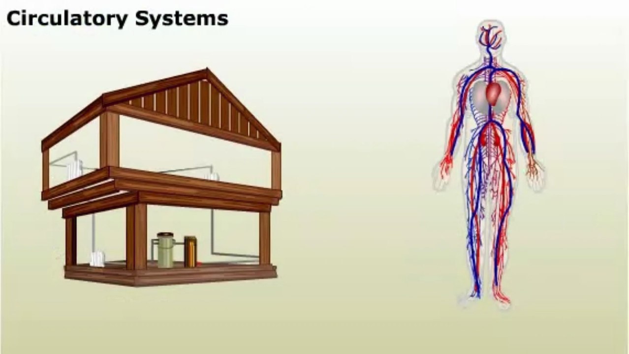 Overview of Circulatory System