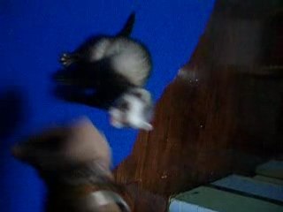 Entrainement petit tour 5 innovation de Mumiah