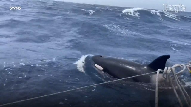Pod of Orcas Attack Couple’s Yacht Midway Through Sailing Training Course in Morocco