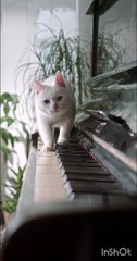 Cat Playing Piano