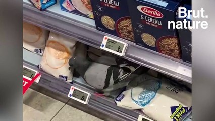 16 questions hyper simples sur les pigeons