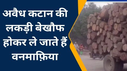 बहराइच: अवैध कटान की लकड़ी लेकर बेखौफ होकर ले जाते हैं वनमाफ़िया