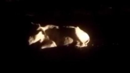 अयोध्या: नेशनल हाइवे पर अज्ञात वाहन की चपेट में आया गोवंश, दोनों पैर कटा....