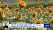 Piddig Sunflower Farm, patok na pasyalan ngayong tag-init | Saksi