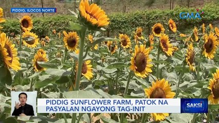 Download Video: Piddig Sunflower Farm, patok na pasyalan ngayong tag-init | Saksi