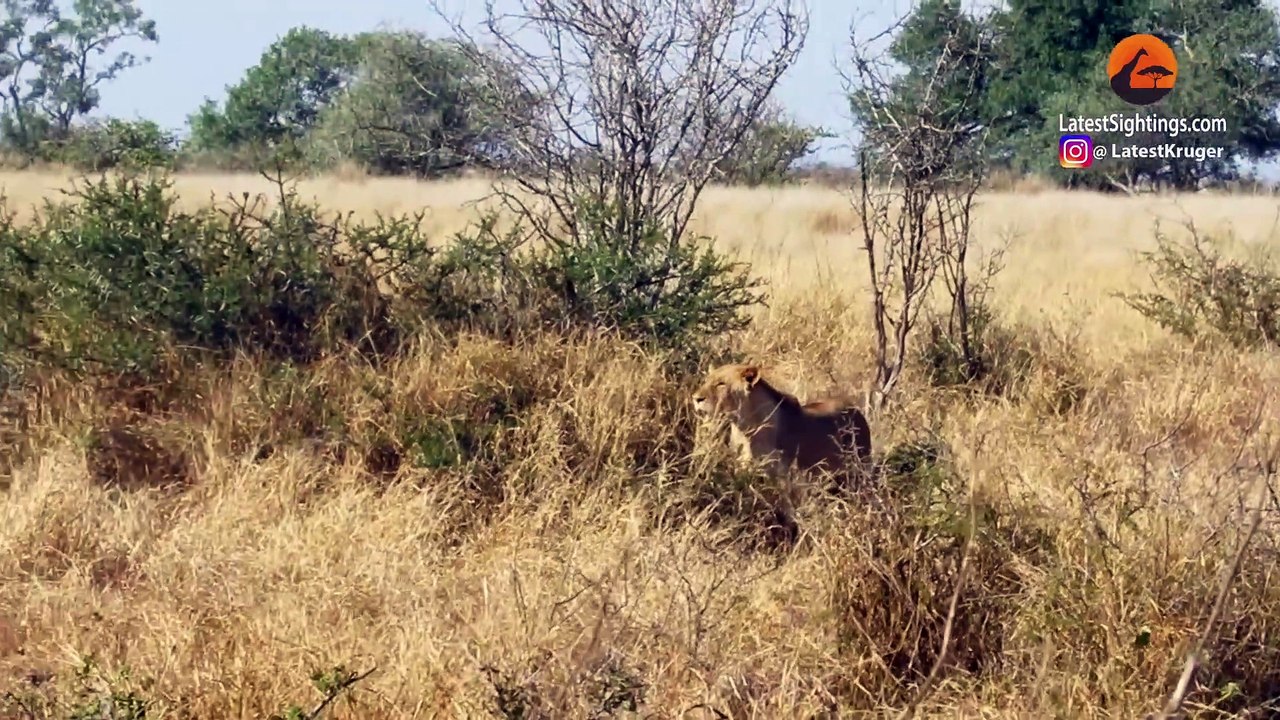 THIS BUFFALO NEEDS GLASSES...