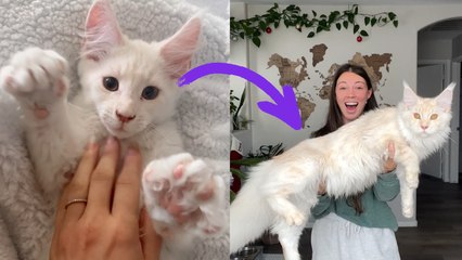 HUGE pet cat is over a meter long...and still GROWING!