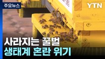 질병·기후 변화가 꿀벌 위협...생태계 대혼란 위기 / YTN