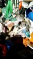 Gato é encontrado preso dentro de saco de lixo em Gaspar