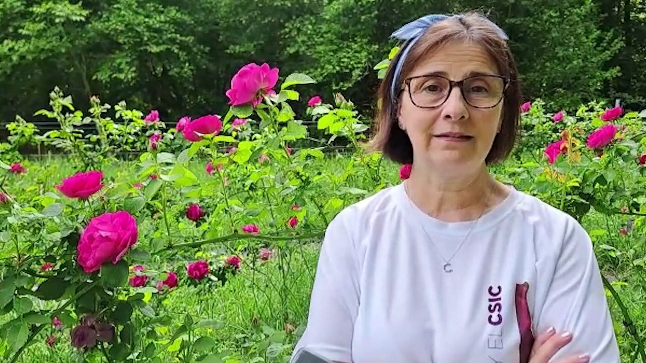 Rosas en una cuenca minera de Asturias
