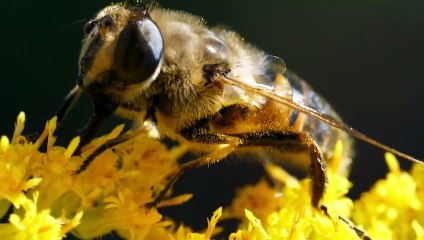 Beekeeping is becoming a major source of employment