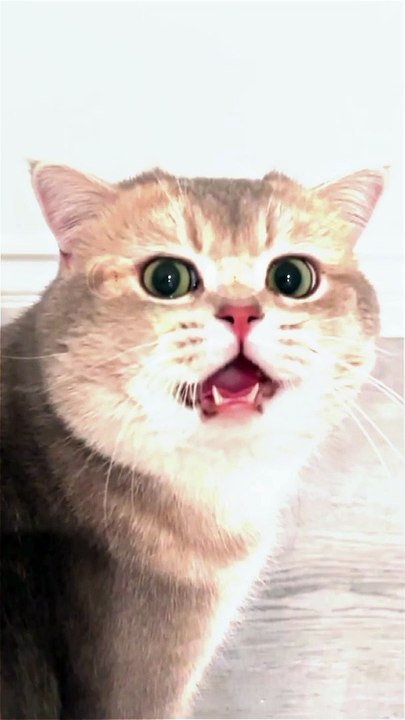 Kucing yang lucu