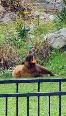 Blondie the Black Bear Plays With Rope Toy