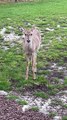 Hungry NeighborHerd Visits For Daily Snack
