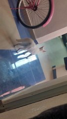 Cat Scales The Mattress In A Fit Of Zoomies