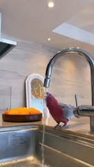 This video specially for parrot  lovers