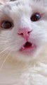 Cat Meme & Kitten TikTok Video  - Funny Cats Meow Baby Cute Compilation