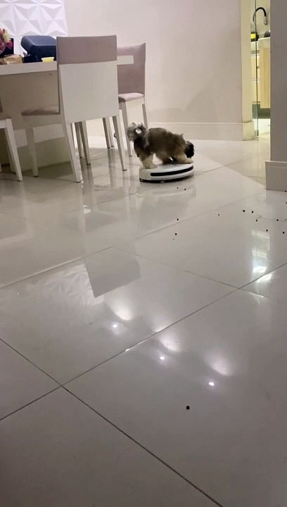 Dog Rides the Vacuum