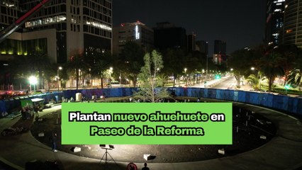 Plantan nuevo ahuehuete en Paseo de la Reforma