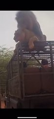Casal de leões protagoniza cena inusitada ao acasalar em cima de jipe de turistas
