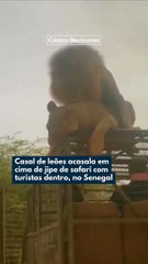 Casal de leões acasala em cima de jipe no Senegal