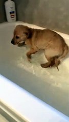 Puppy's First Bath
