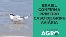 Gripe aviária: Primeiros casos em aves silvestres colocam o agro em alerta; entenda! | HORA H DO AGRO