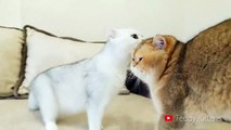 How a Wife Cat talks with her Husband Cat_   The two Talking cats