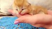 How did kitten Arnold growing up_ Watch this collection of cute moments! Compilation