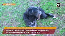 Perros del refugio de animales de Posadas, buscan una familia que los adopte