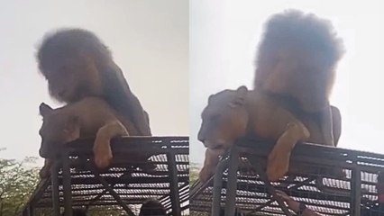Leões acasalam em cima de jipe com turistas em reserva no Senegal